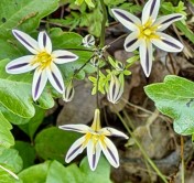 21.Henderson's Stars